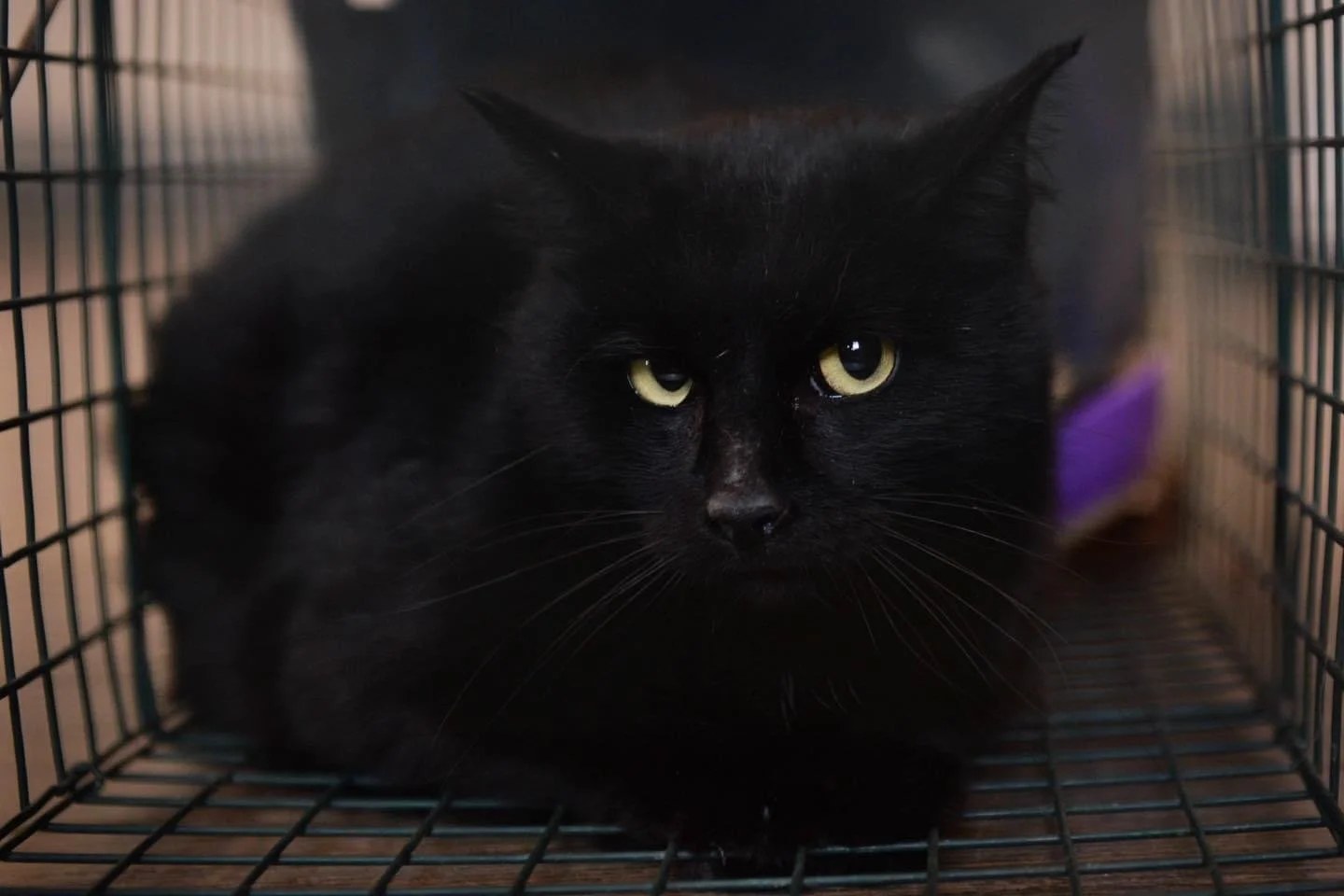 Help Community Cats