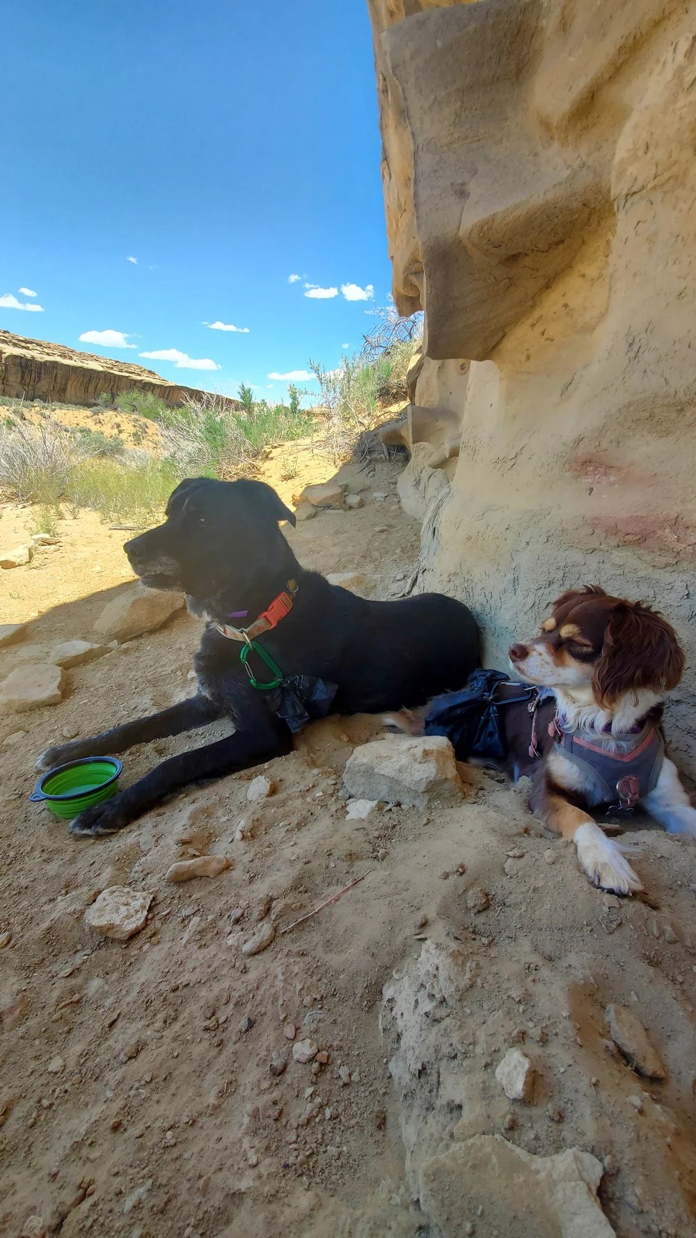 Lulu, a LAWS adoption success story