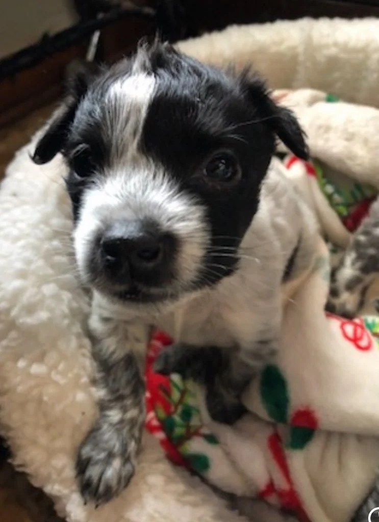 Panda’s Recovery