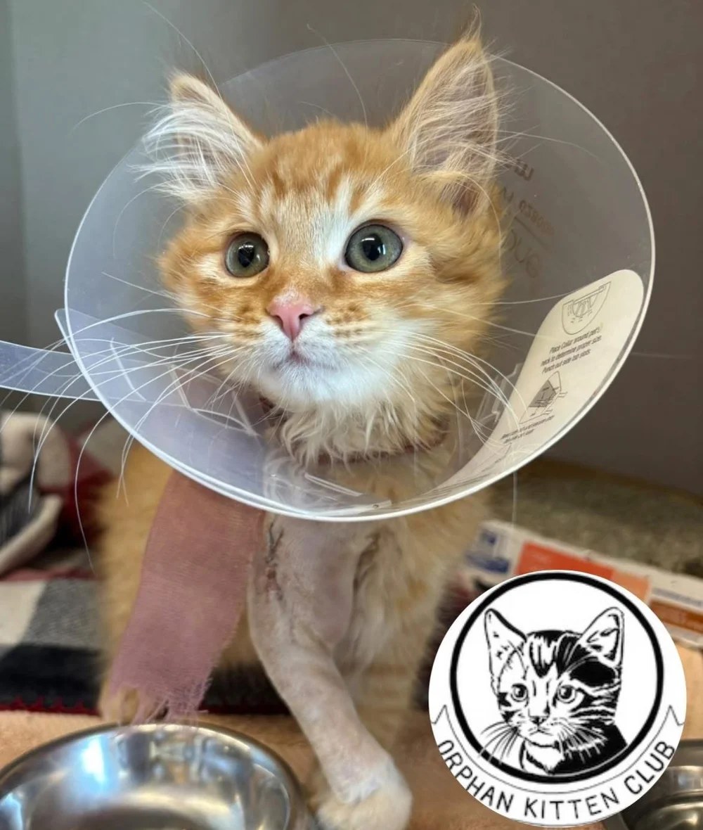 Moose’s Recovery