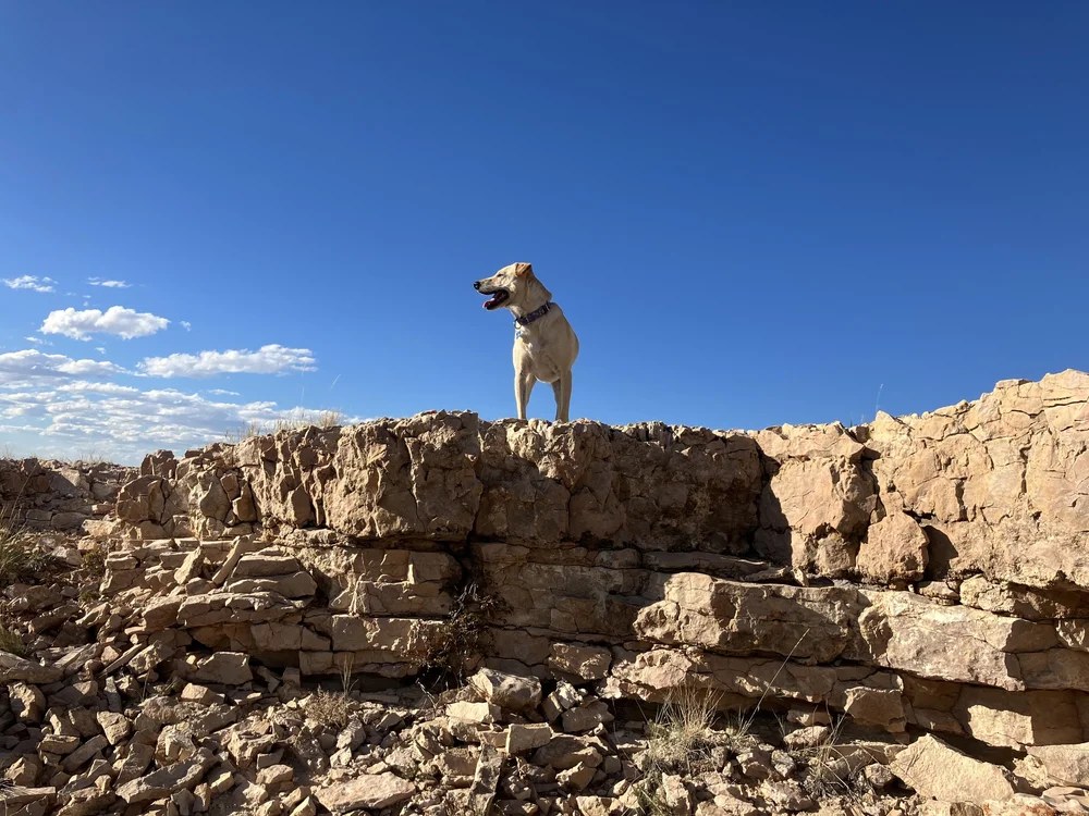 Finn, a LAWS adoption success story