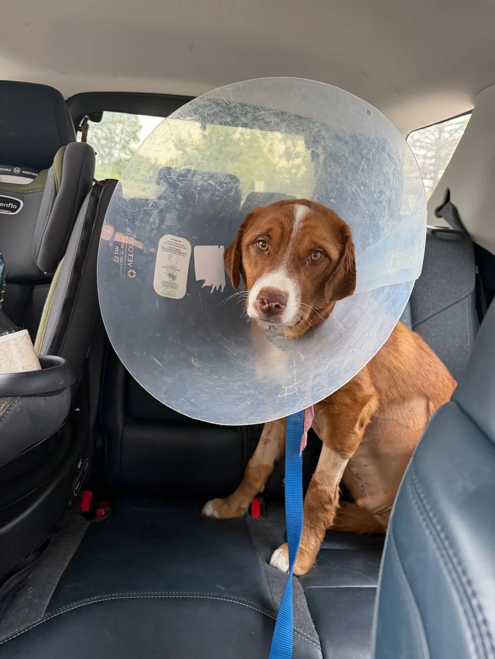 Shadow, also called Motzy, recovering with his foster-to-forever family