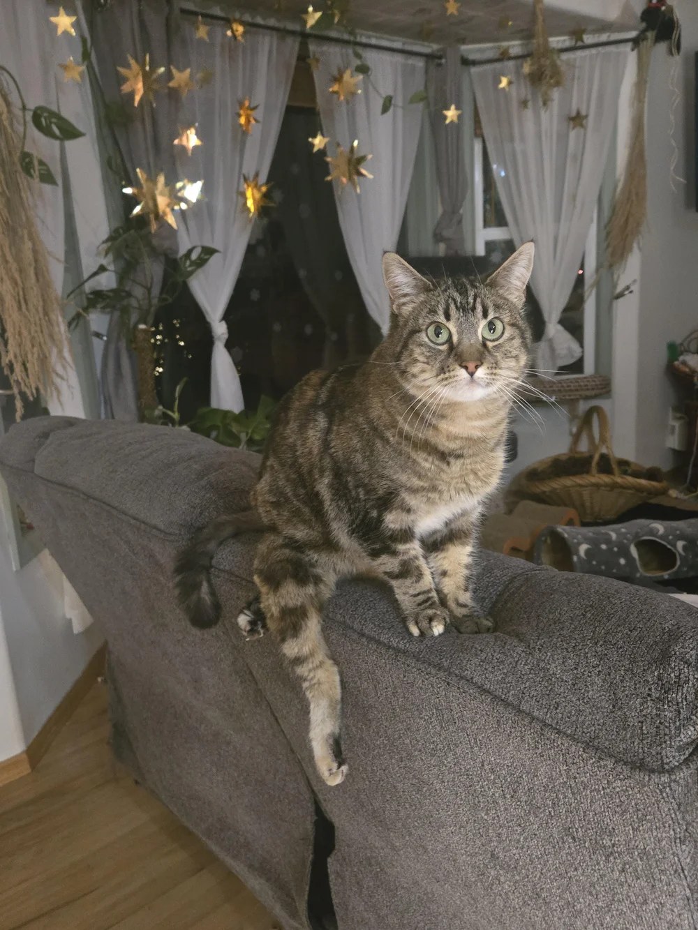 Seele, a LAWS adoption success story