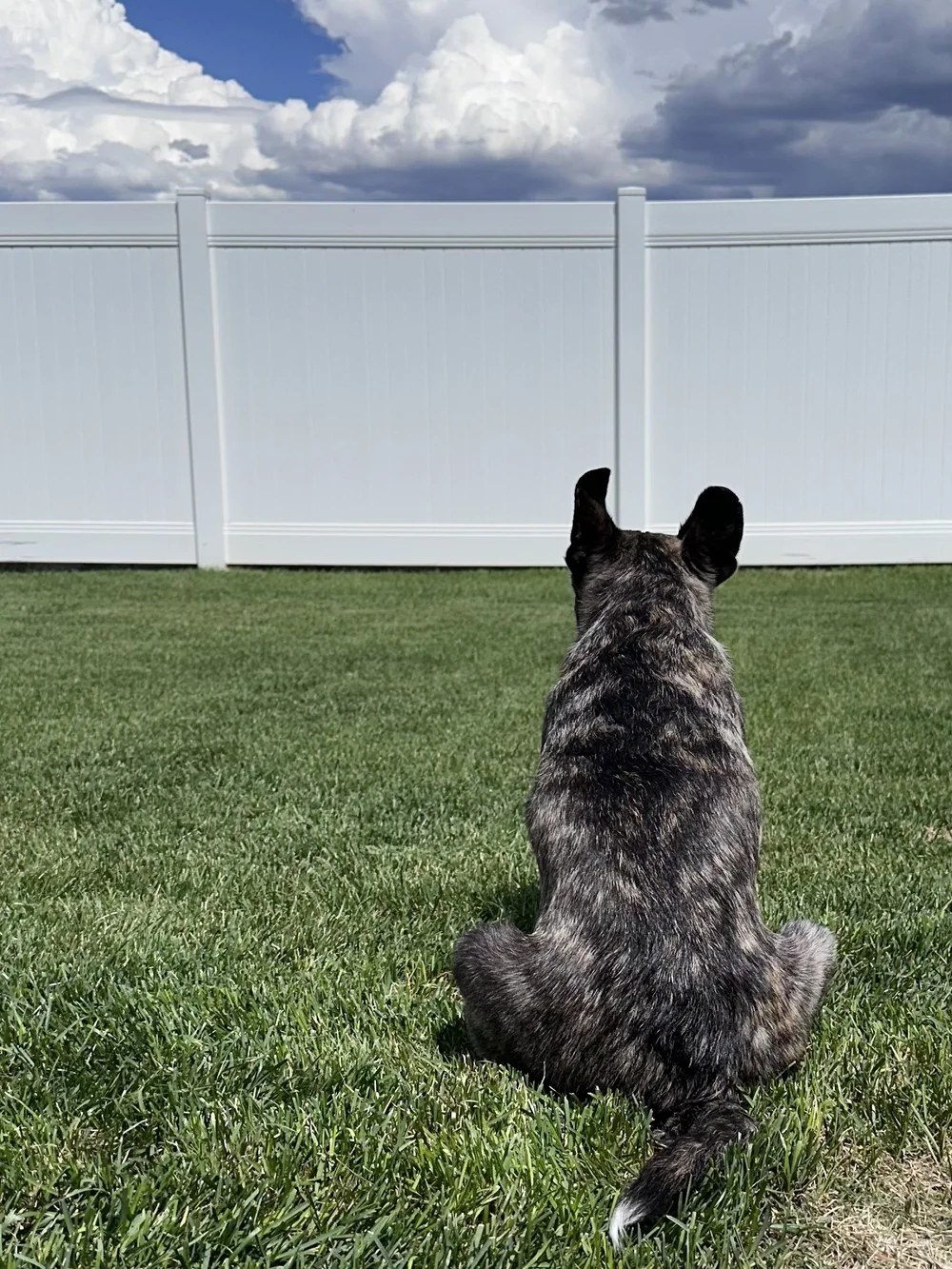 Tough, a blind and mostly deaf puppy, in his foster home