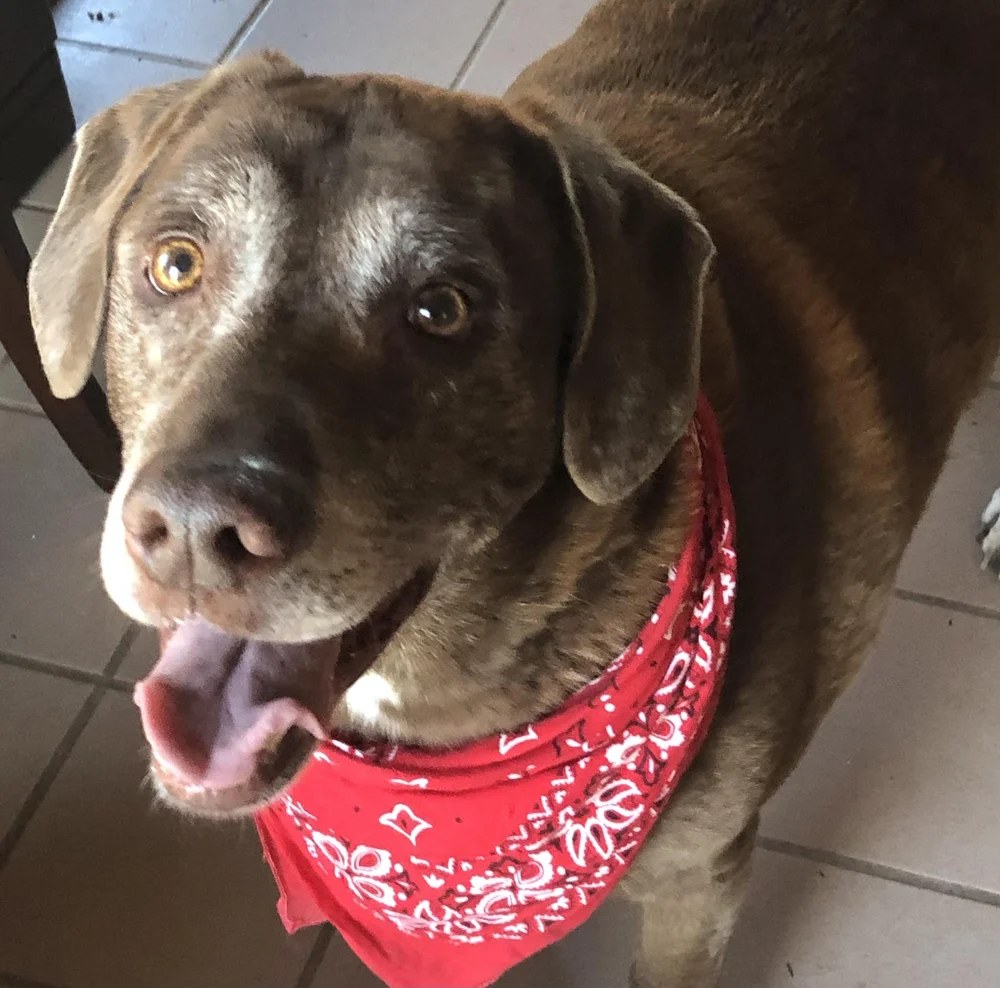 Dex, a LAWS adoption success story