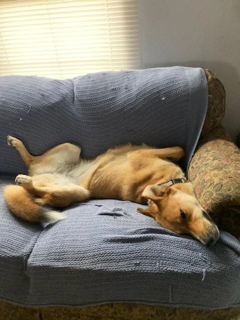 Shandy, a LAWS adoption success story