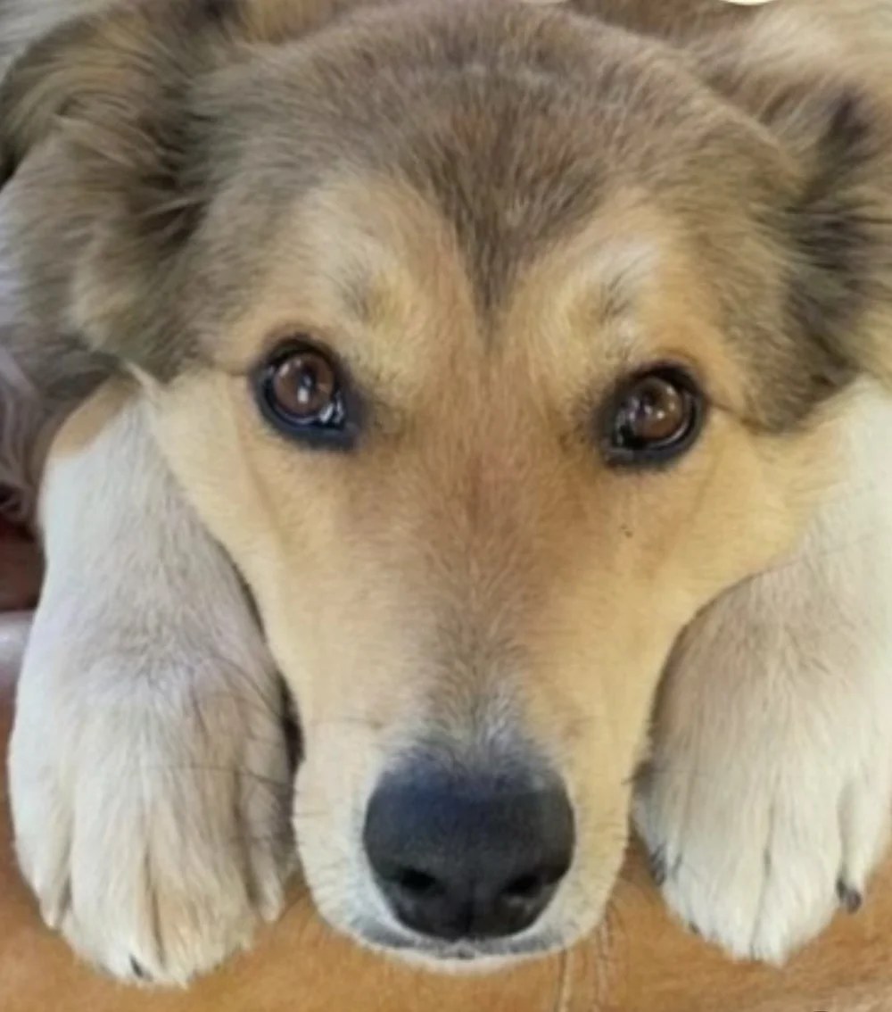 Remington, a LAWS adoption success story