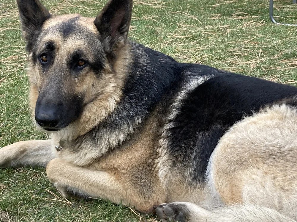 Rutt, a LAWS adoption success story
