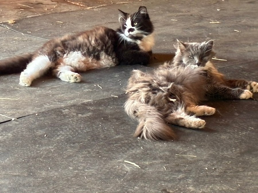 Annie and Grizzie, two long-haired barn cats, stretched out together on a shaded concrete floor