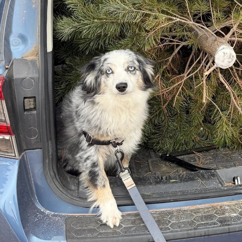 Jacey, a LAWS adoption success story