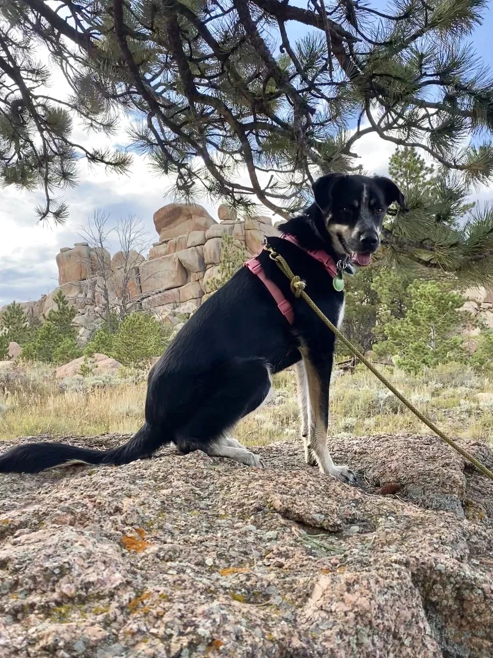 Freya, a LAWS adoption success story
