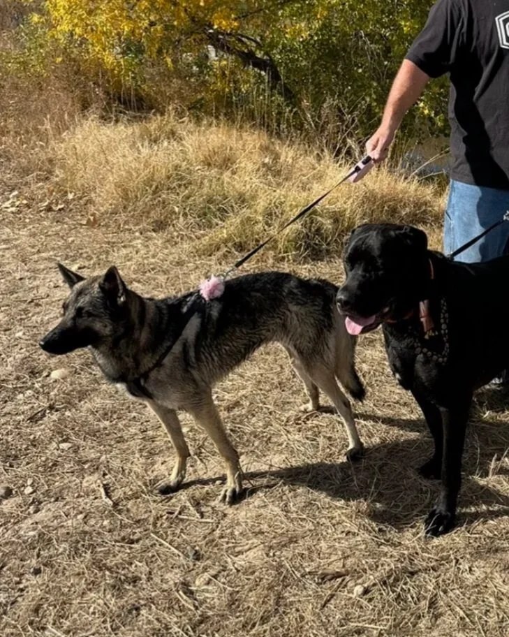 Pearl, a LAWS adoption success story