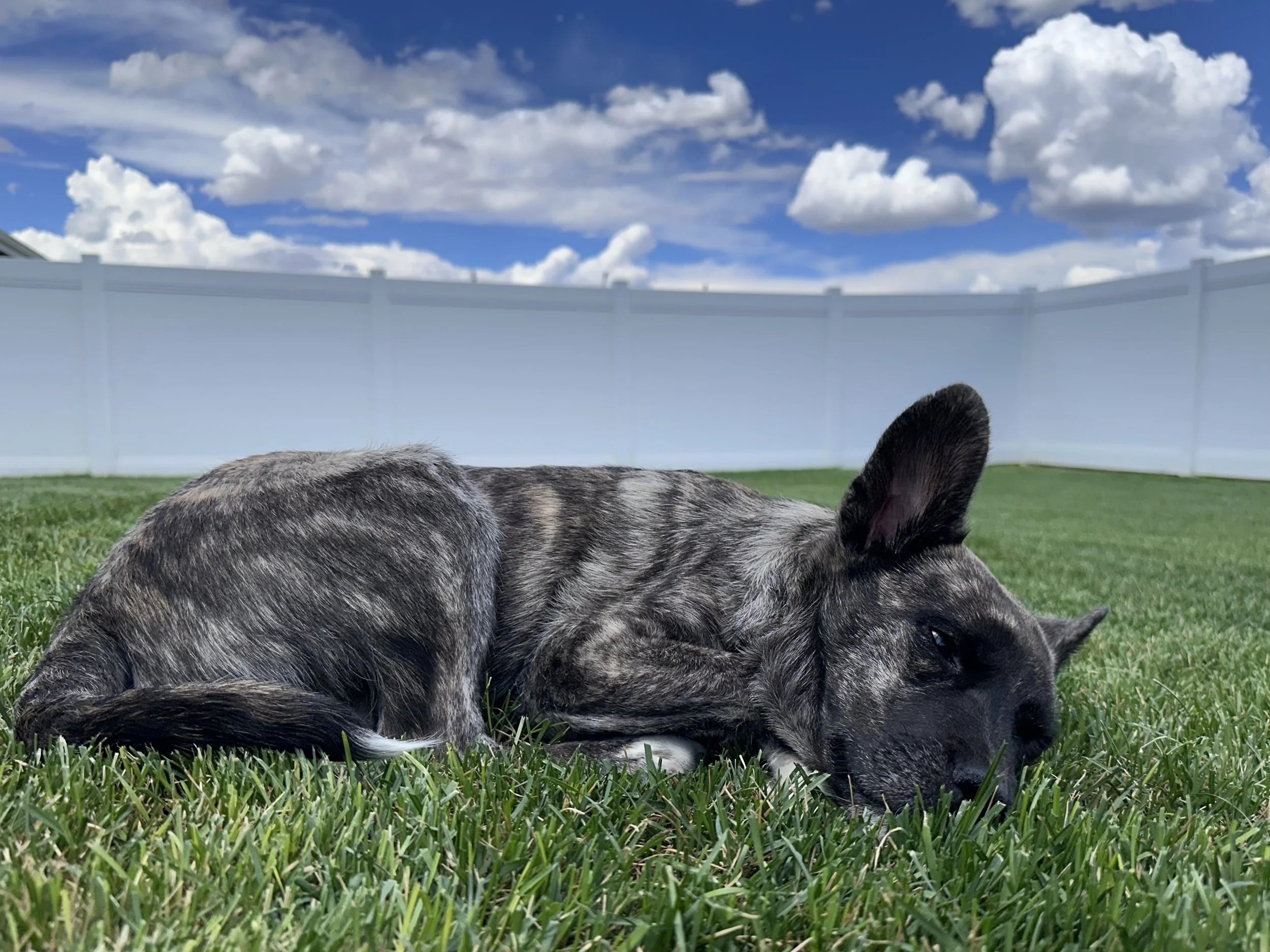 Tough, a special-needs puppy in LAWS care
