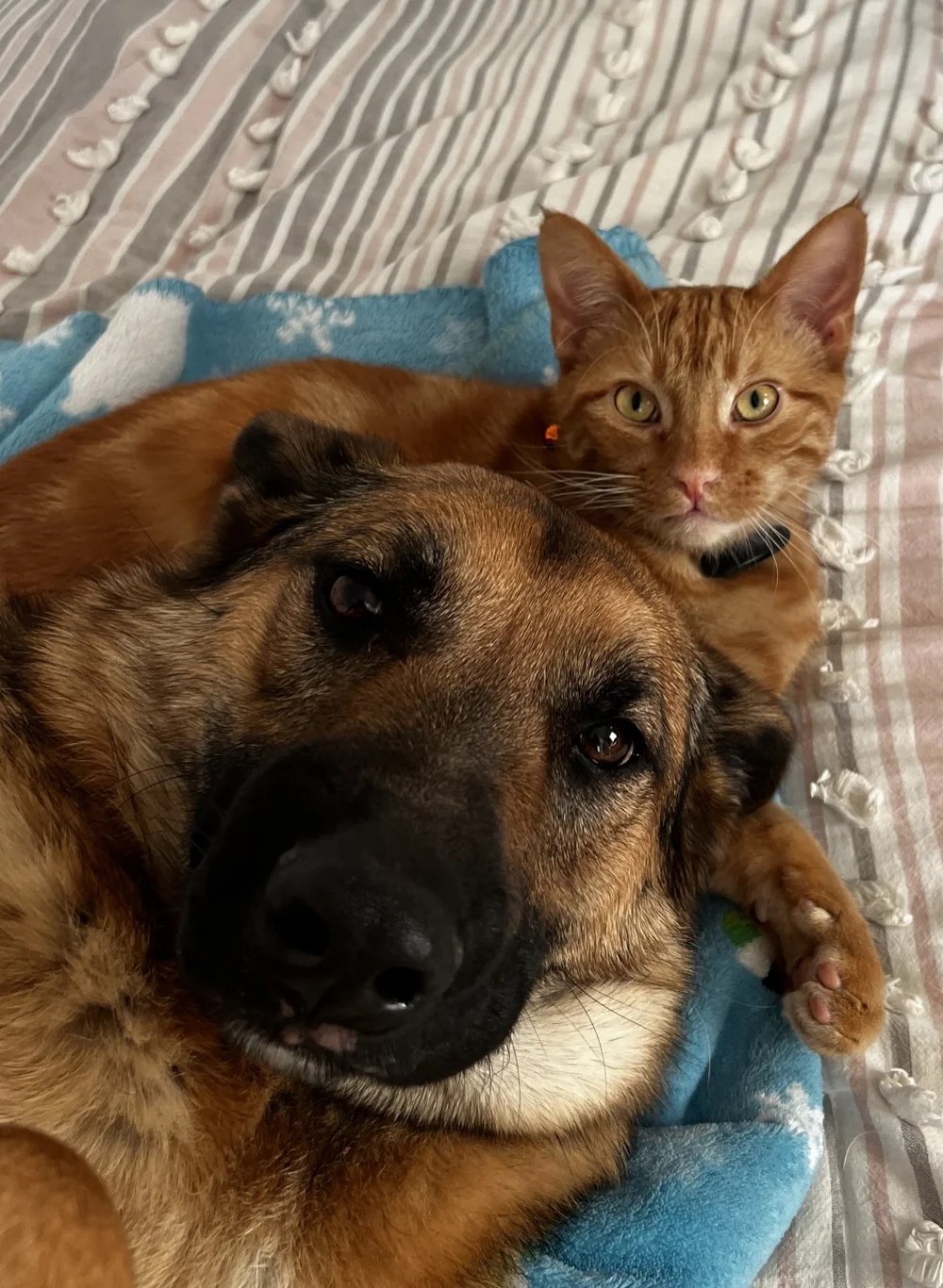 Maple, a LAWS adoption success story