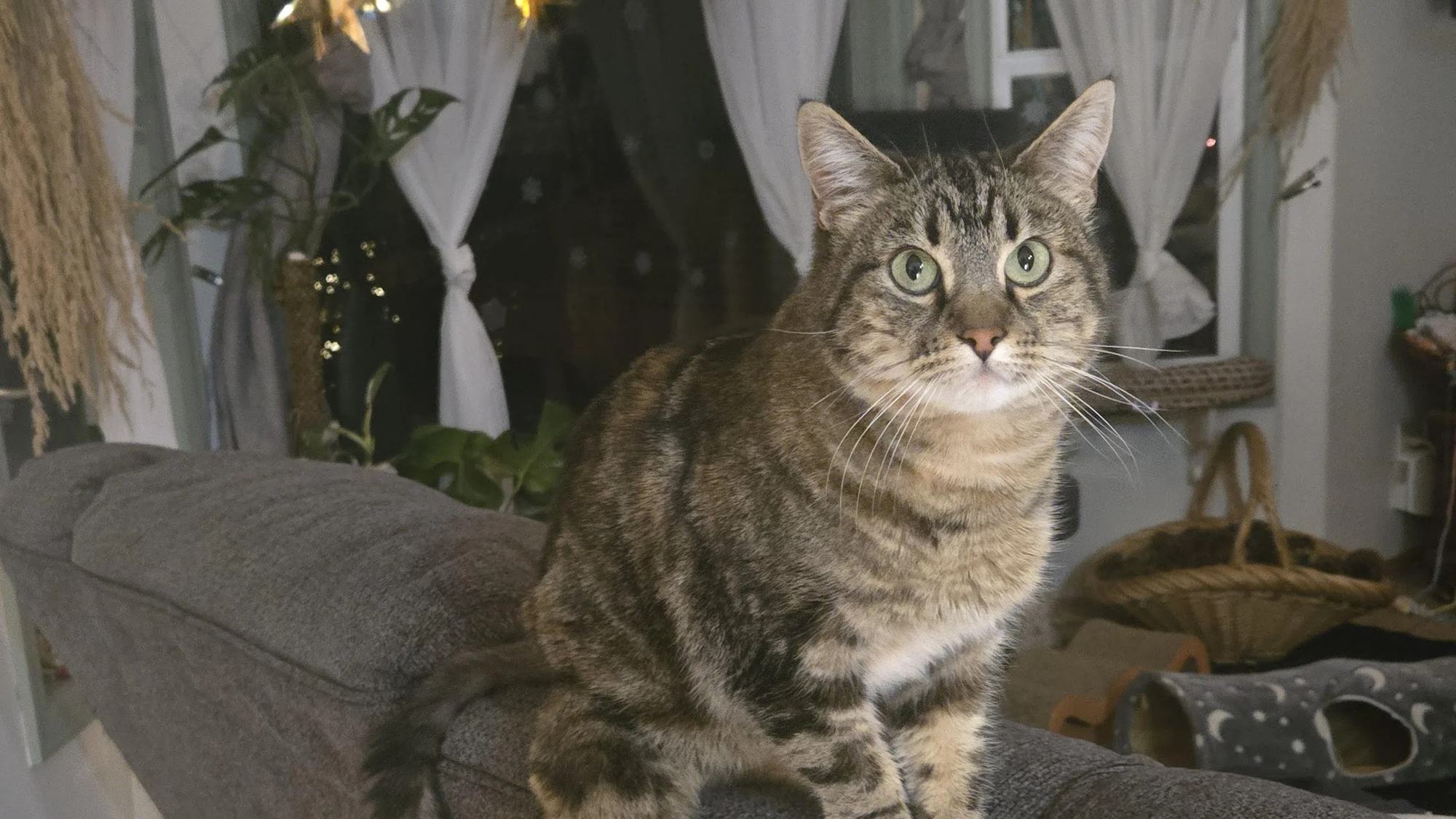 A tabby cat standing on the back of a couch in a living room