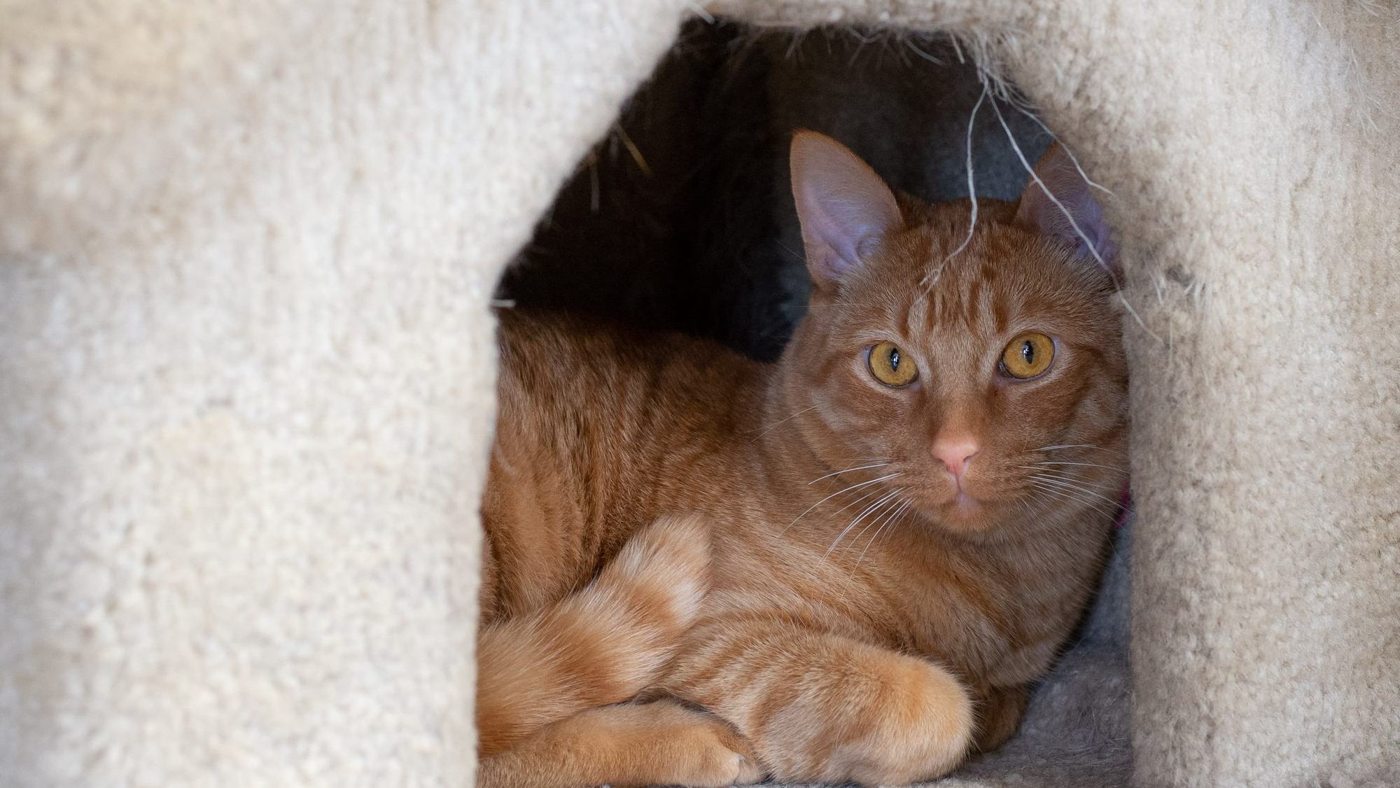 Persimmon, an orange cat, resting in a cat cave