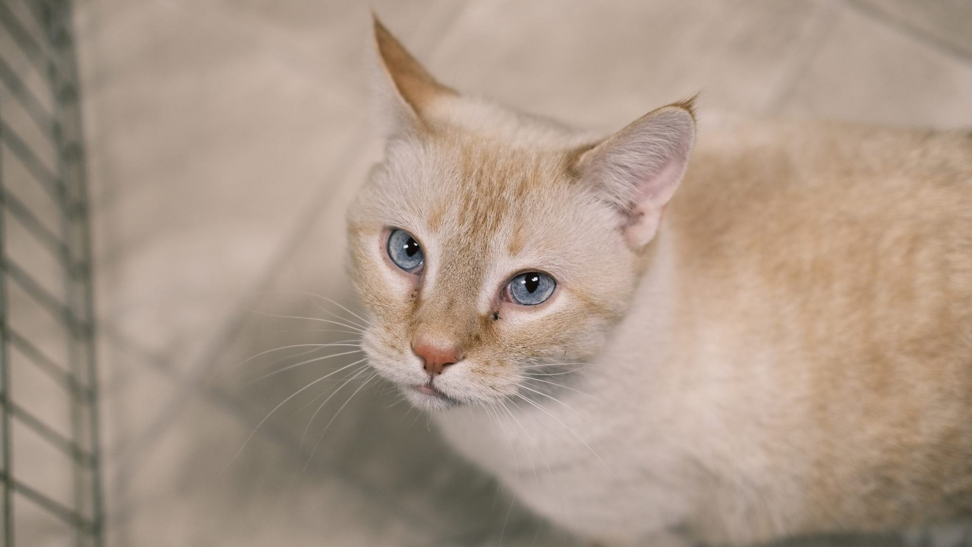 A cream colored cat with blue eyes