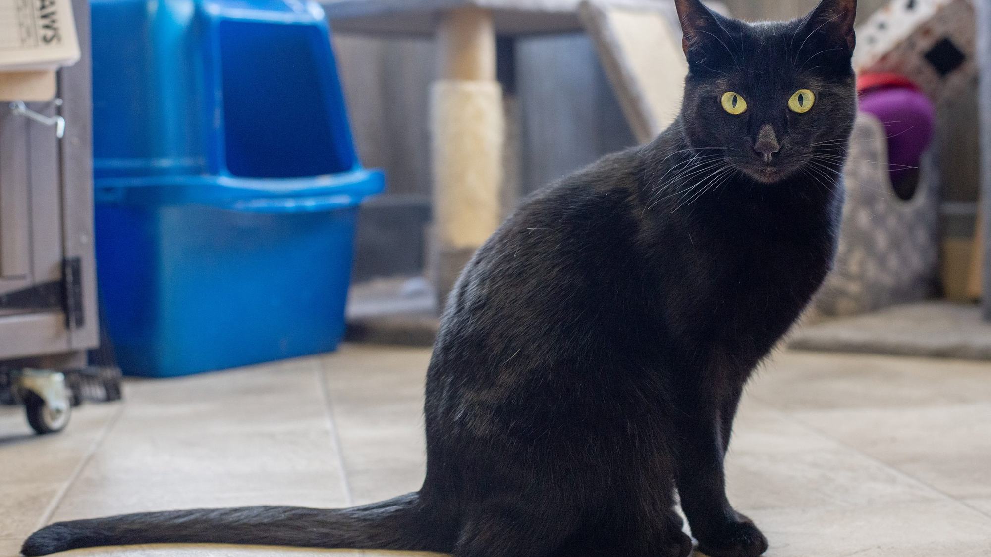 Topaz, a black cat, looking straight at the camera