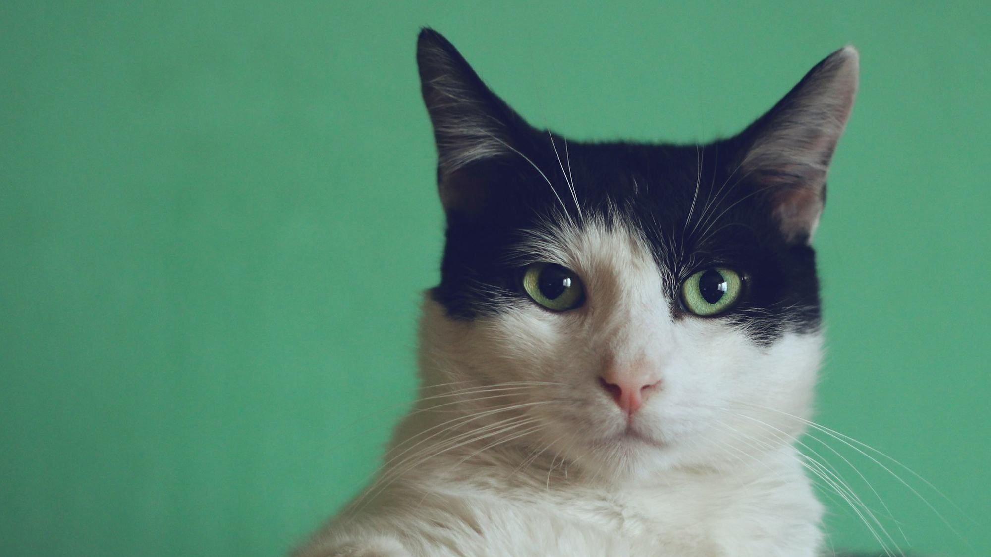 A black and white cat resting its paws on a wooden ledge