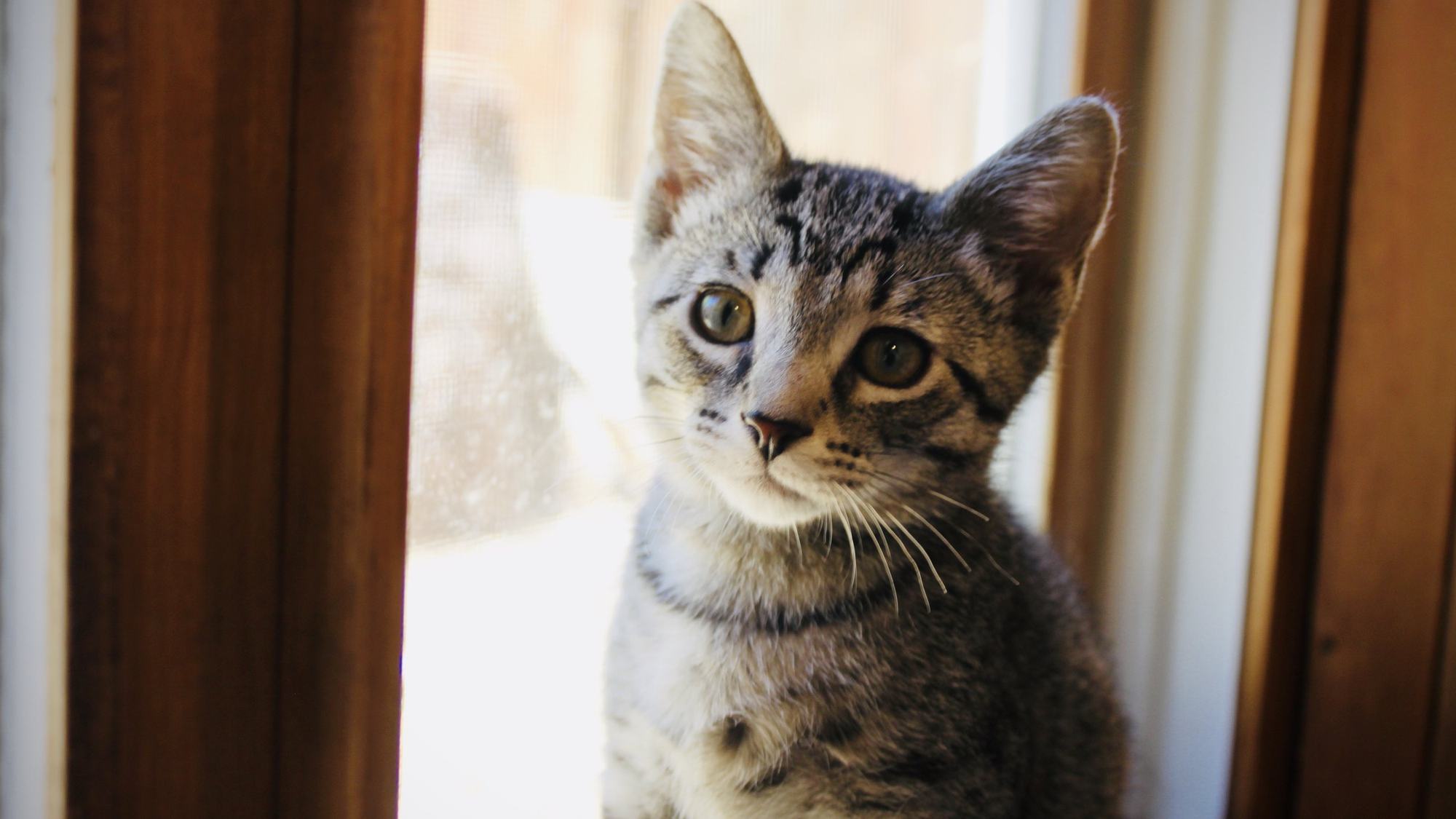 A tabby kitten sitting in a sunlit window