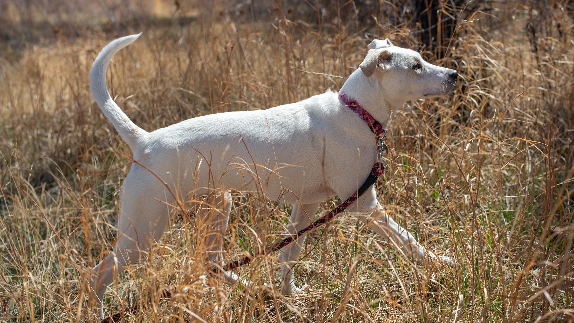 Clover, a white dog, walking through tall grass