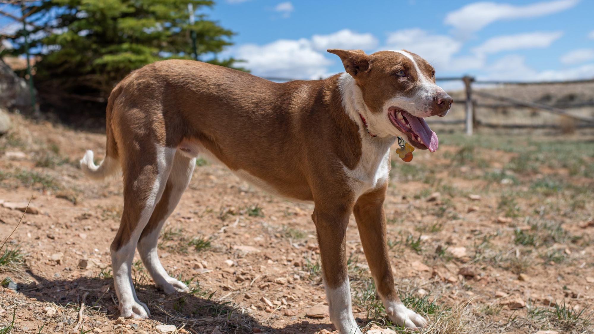 Fletcher, a brown and white dog, standing in a Wyoming field