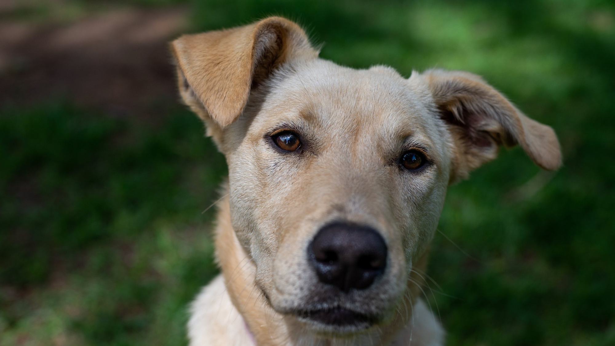 Jesse, a yellow dog, looking at the camera