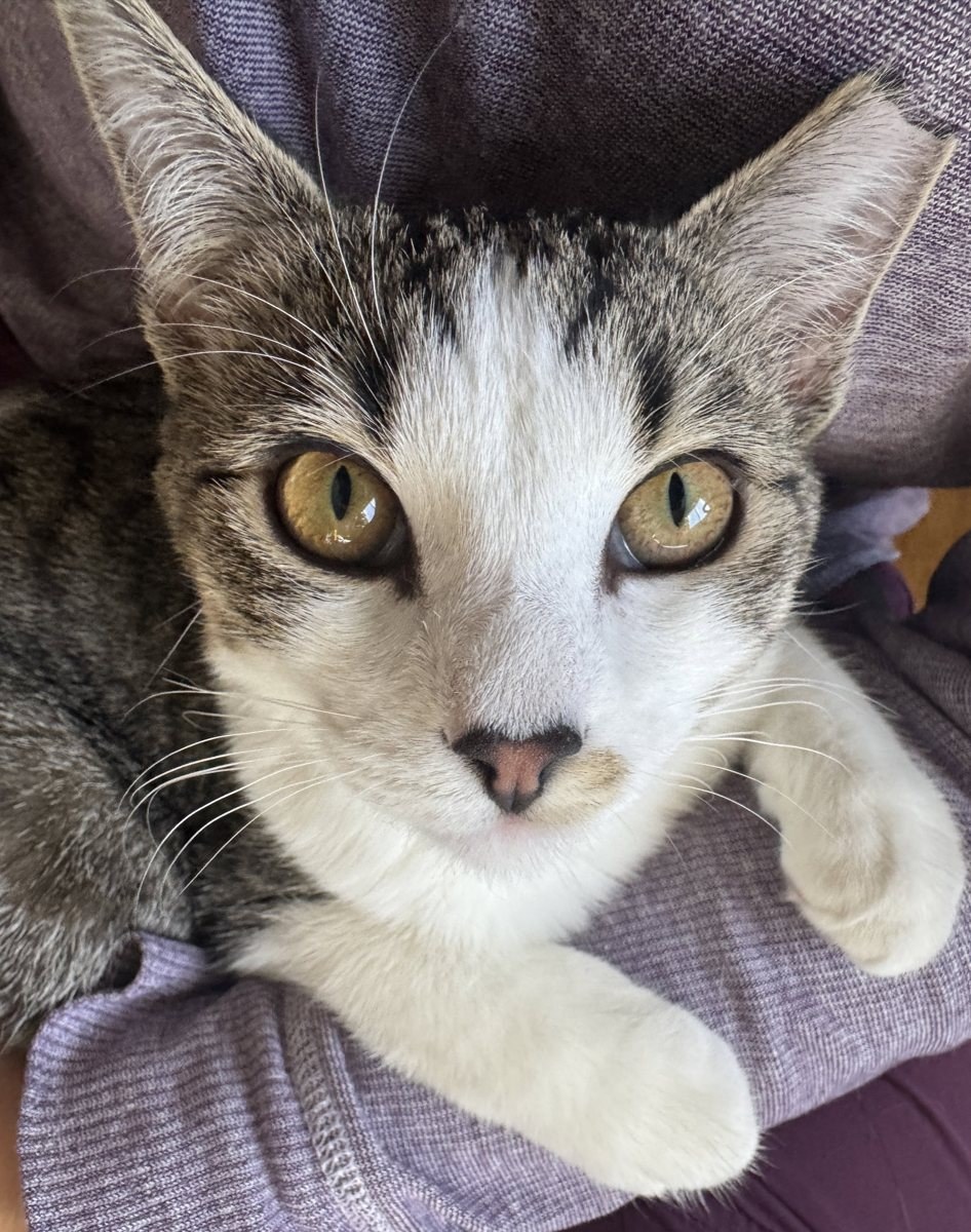 Willow, a tabby-and-white cat with amber eyes