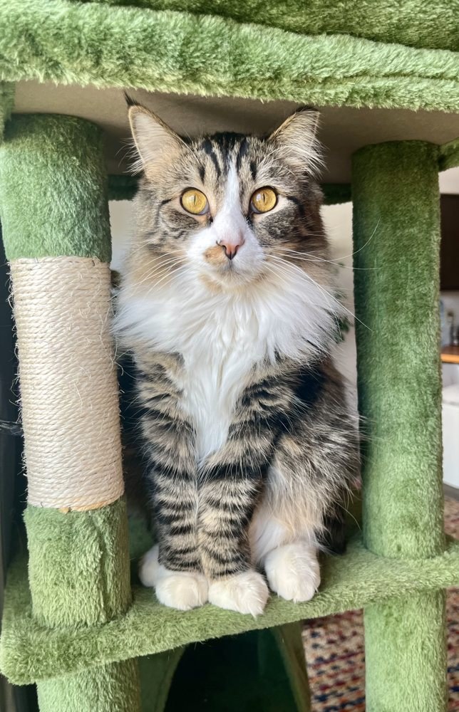 Alder, Willow's brother, doing well on his heart medication