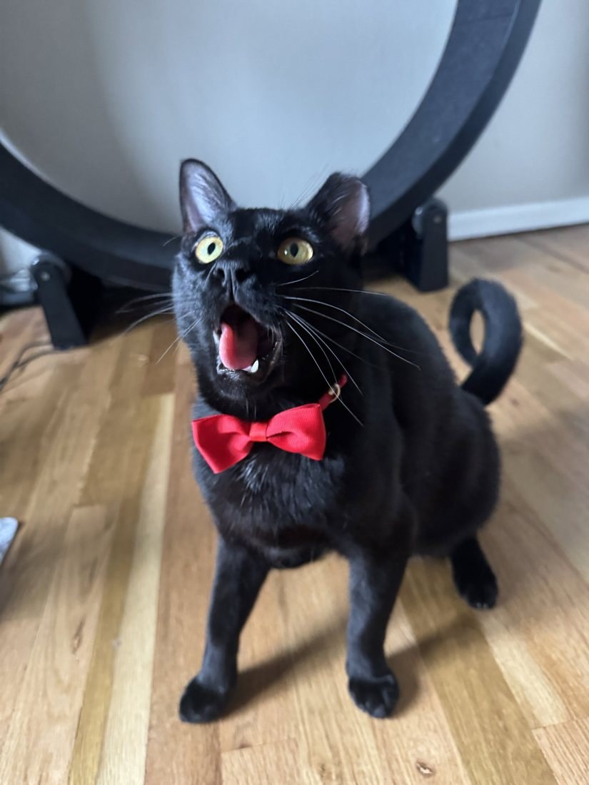 Hex, a cat born with heart problems now thriving after surgery